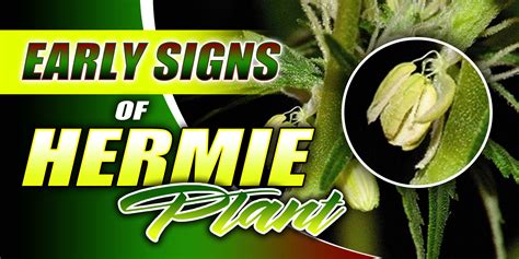 flowering early signs of hermie plant|hermie plant harmful effects.